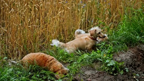 Adorable pets play in nature