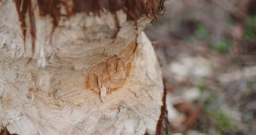 Half Cut Tree Trunk In Forest