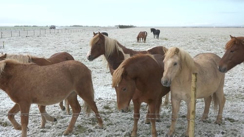 Portraits of an Icelandic Brown horses, close-up, Icelandic stallion posing in a field. Furry animal