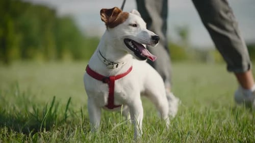 Jack Russell Terrier Walks in the Park with His Owner