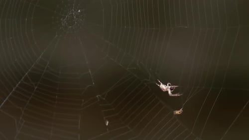 Araignée sur la toile, mange sa proie