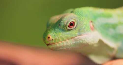 Close Up of a Green Lizard Head