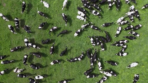 Aerial top view of the herd of cows at green meadow.