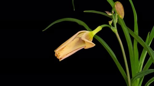 Daylily Flower Blooming Time Lapse on Black Background