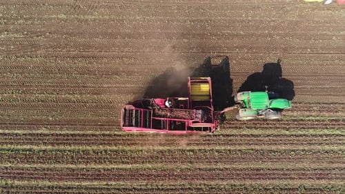 Harvesting Sugar Beets