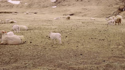 Flock of Sheep and Lambs Scattered on Open Field and Snowy Mountain