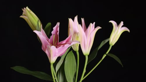 Pink Lily Bloom Against Black Background