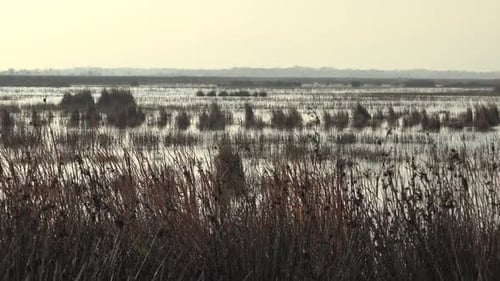 Scenic Marsh Landscape with Tranquil Water and Grasses