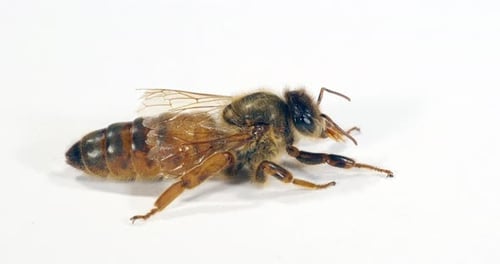 European Honey Bee, apis mellifera, Queen against White Background, Normandy, Real Time 4K