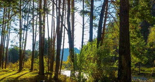Mountain Evergreen Pine Tree Forest Zeitraffer im Sommer oder Herbst