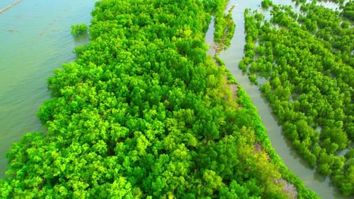 Aerial view over beautiful mangrove jungle