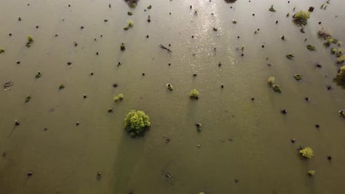 Dry bare tree is cut in water