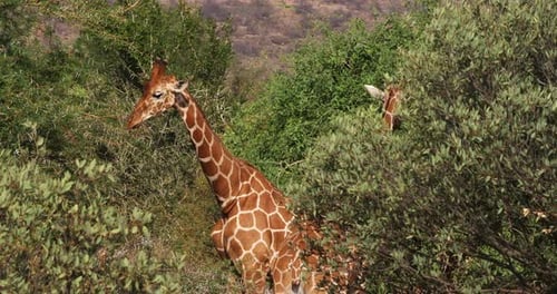 Netzgiraffe, Giraffa camelopardalis reticulata, Paar im Samburu-Park in Kenia, Echtzeit 4K