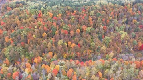 Autumn Aerial Landscape View of the Bright Multi-colored Trees, Green, Orange and Reddish Tint. 4K