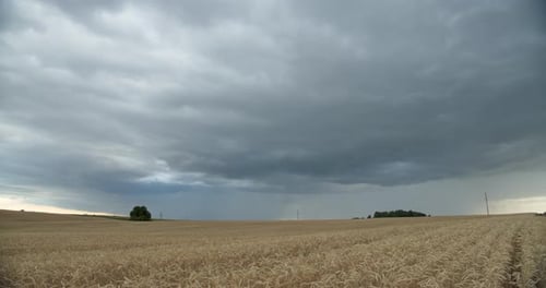 Gelbes Weizenfeld auf einem Hintergrund des Himmels mit weißen Wolken