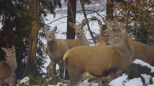 Herd of Deer Standing in Snowy Winter Forest
