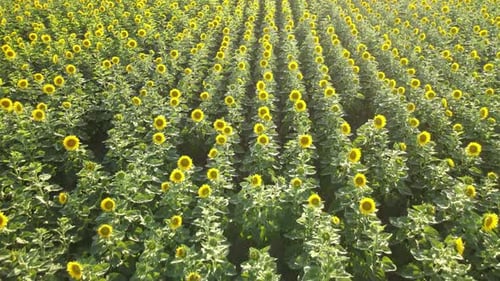 sunflowers