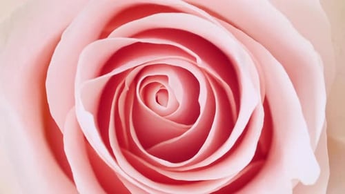 Schöne rosa Rose rotierend auf weißem Hintergrund Makroaufnahme