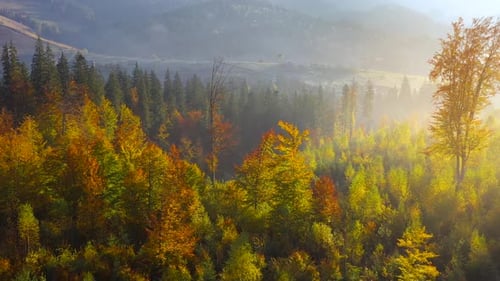 Luftaufnahme eines hellen Herbstwaldes an den Hängen der Berge bei Sonnenaufgang