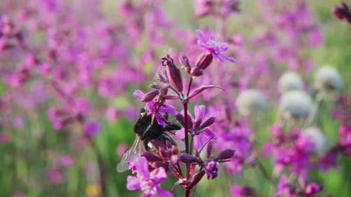Bumblebee Pollinating Pink Wildflower in Green Meadow