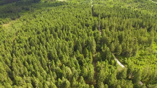 Aerial of Flying Over a Beautiful Green Forest in a Rural Landscape. Wild Pine Forest Aerial. Nature
