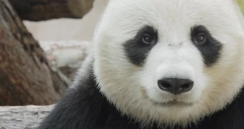 Close Up of Panda in Natural Habitat