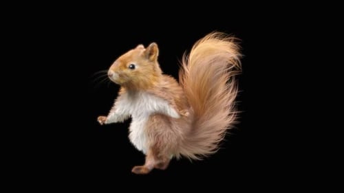 Animated Squirrel Standing on Hind Legs