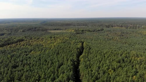 Aerial Forest