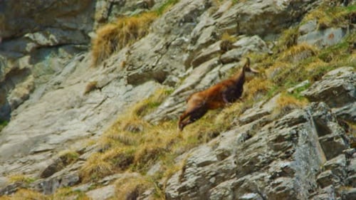 Una gamuza sube por una ladera rocosa en cámara lenta