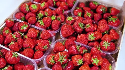 Strawberries in a Box on the Market Closeup Red Juicy Ripe Delicious Summer Berries