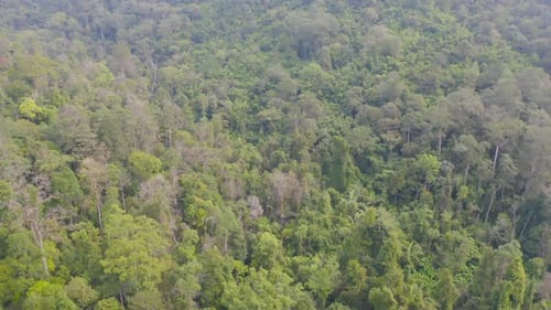 Aerial top view of lush green trees from above in tropical forest in national park and mountain