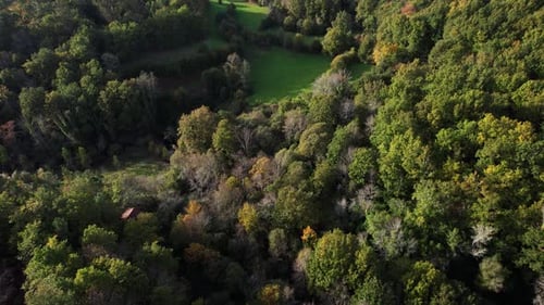 Magical Forest