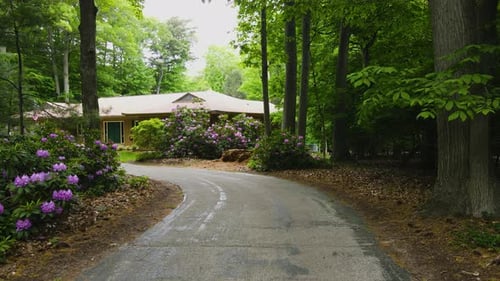 Rhododendrons in a suburban driveway during peak bloom.