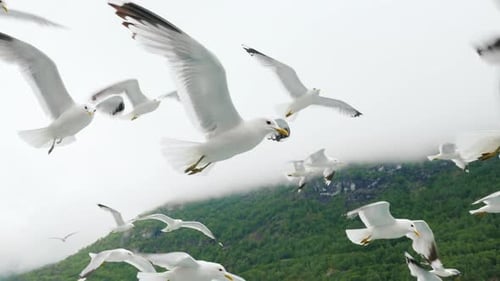 Eine Herde Möwen fliegt von der Seite eines Kreuzfahrtschiffes im Hintergrund der Fjorde Norwegens