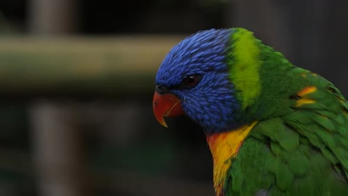 Der Regenbogenlori (Trichoglossus moluccanus), ein in Australien gefundener Papagei