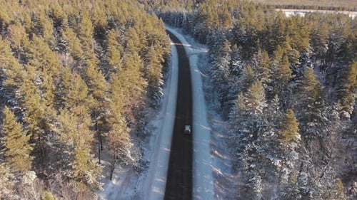 Winter Forest Road