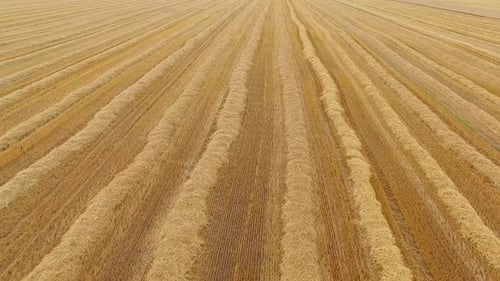 Golden Wheat Field Isolated on White Background