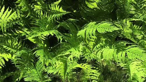 Gras-Hintergrund