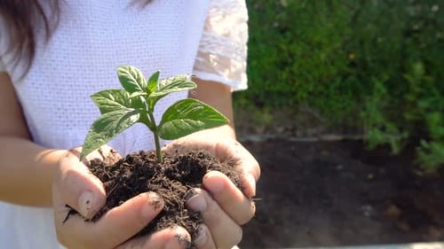 Mulher segurando broto de árvore vegetal em câmera lenta
