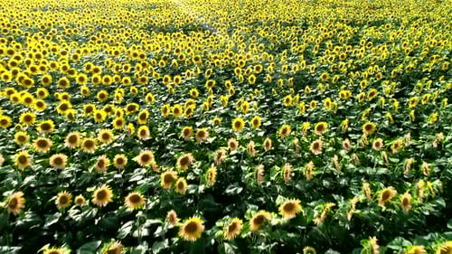 Aerial View of a Vast Sunflower Field