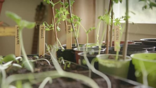 Young Plants Sprouting in Pots Indoors