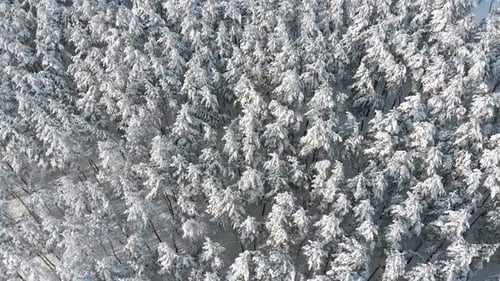 Flying Over the Snowy Tops of Trees of a Winter Pine Forest on a Sunny Day