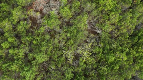 Aerial View of Dense Green Forest Landscape