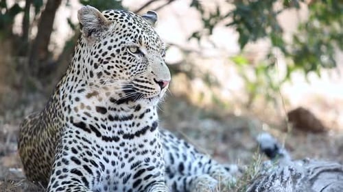Nahaufnahme eines großen männlichen Leoparden, der sich hinlegt und sich im Greater Kruger National Park, South Af