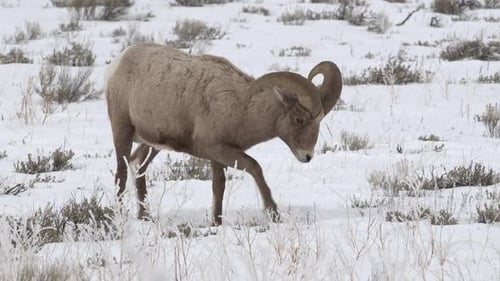 Bighorn Ram Grazing in Snowy Winter Field