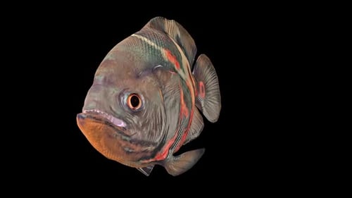 Rotating Realistic 3D Piranha Fish Animation