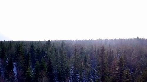 Aerial shot of crisp winter air in a freezing cold Finnish forest with sunbeams on frosty twigs, cop
