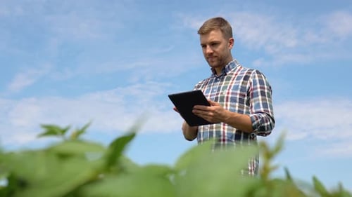 Yong Handsome Agronomist Holds Tablet Touch Pad Computer in the Soy Field and Examining Crops Before