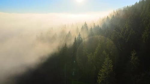 Aerial View of Amazing Scenery with Foggy Dark Mountain Forest Pine Trees at Autumn Sunrise