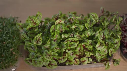 Fresh Microgreens Growing Indoors for Healthy Eating